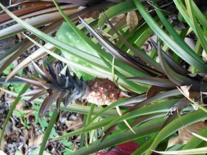 Ananas Lucidus, (Small Pineapple!)        